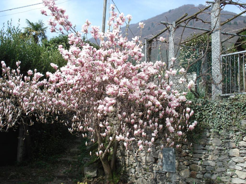 Casale Fe-Wo - Appartamenti Con Vista Lago Cannero Riviera Exterior foto